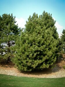 Сосна Чёрная (Pinus Nigra) купить по цене от 270.00р. в интернет-магазине «Посадика» с доставкой почтой в в Вичугае и по всей России – [изображение №1].