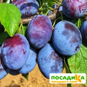 Слива Чачакская ранняя купить по цене от 229.00р. в интернет-магазине «Посадика» с доставкой почтой в в Вичугае и по всей России – [изображение №1].