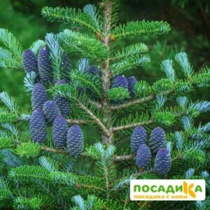 Пихта корейская (Abies koreana) купить по цене от 450.00р. в интернет-магазине «Посадика» с доставкой почтой в в Вичугае и по всей России – [изображение №1].