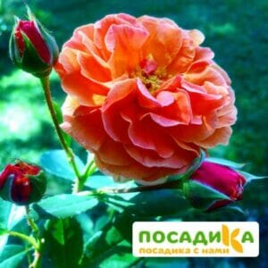 Роза Арабия купить по цене от 350.00р. в интернет-магазине «Посадика» с доставкой почтой в в Вичугае и по всей России – [изображение №1].