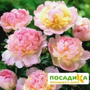 Пион Распберри Сандей (Paeonia Raspberry Sundae) купить по цене от 959р. в интернет-магазине «Посадика» с доставкой почтой в в Вичугае и по всей России – [изображение №1].