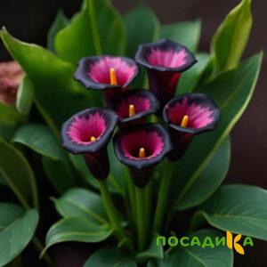 Калла Аура Лейс купить по цене от 400р. в интернет-магазине «Посадика» с доставкой почтой в в Вичугае и по всей России – [изображение №1].