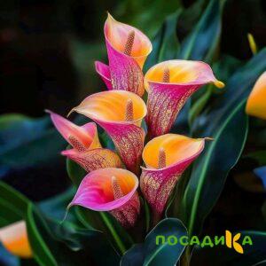 Калла Оникс купить по цене от 450р. в интернет-магазине «Посадика» с доставкой почтой в в Вичугае и по всей России – [изображение №1].