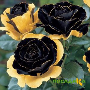 Роза Ханни Сикл купить по цене от 700р. в интернет-магазине «Посадика» с доставкой почтой в в Вичугае и по всей России – [изображение №1].