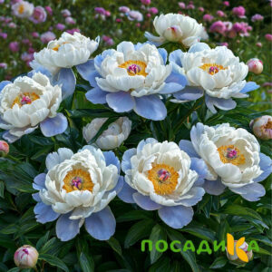 Пион акварельный Этюд купить по цене от 806р. в интернет-магазине «Посадика» с доставкой почтой в в Вичугае и по всей России – [изображение №1].