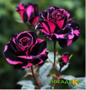 Роза Багровый Шепот купить по цене от 366р. в интернет-магазине «Посадика» с доставкой почтой в в Вичугае и по всей России – [изображение №1].