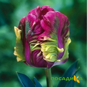 Тюльпан Экзотик Хэвен купить по цене от 186р. в интернет-магазине «Посадика» с доставкой почтой в в Вичугае и по всей России – [изображение №1].