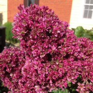 Флокс Филингс купить по цене от 329р. в интернет-магазине «Посадика» с доставкой почтой в в Вичугае и по всей России – [изображение №1].