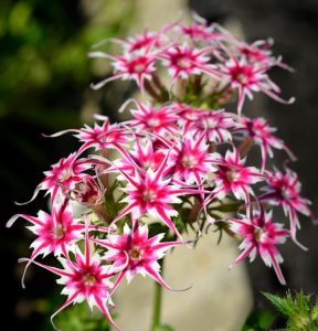 Флокс Метельчатый Путь купить по цене от 456р. в интернет-магазине «Посадика» с доставкой почтой в в Вичугае и по всей России – [изображение №1].