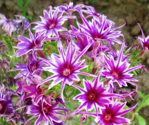 Флокс Звездное Кружево купить по цене от 361р. в интернет-магазине «Посадика» с доставкой почтой в в Вичугае и по всей России – [изображение №1].